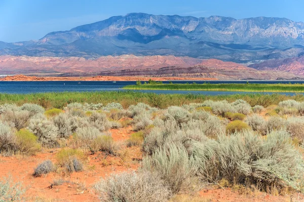 Öknen vegetation i Sand Hollow State Park i Utah Stockbild