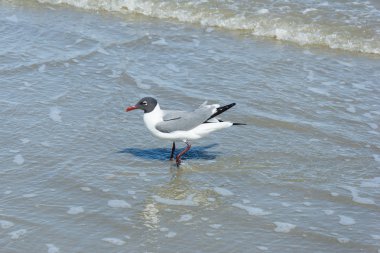 Gulls or seagulls at Galveston,  Texas clipart