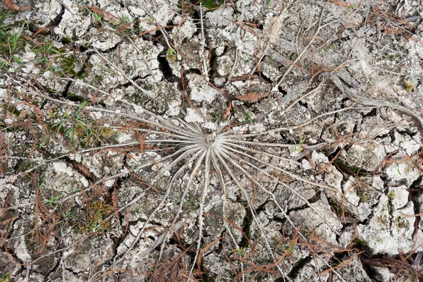 Kuiva lahoava kasvinlehti suolla Texasin keskustassa — kuvapankkivalokuva