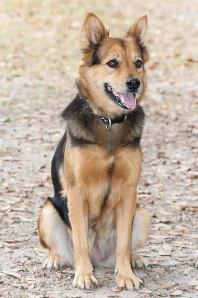 German Shepherd Dog also known as   Alsatian — Stock Photo, Image