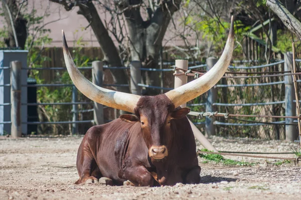 Ankole-Watusi longhorn bull from  Africa — Stock Photo, Image