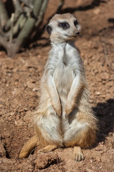 Meerkat standing alert in the desert   environment — Stock Photo, Image
