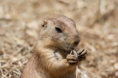 Sincap da Spermophilus doğal tabiatında zemin