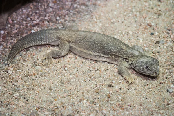 Gecko en su hábitat natural — Foto de Stock