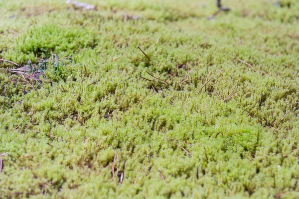 Moss at Olympic National Park, Washington,  USA — Stock Photo, Image