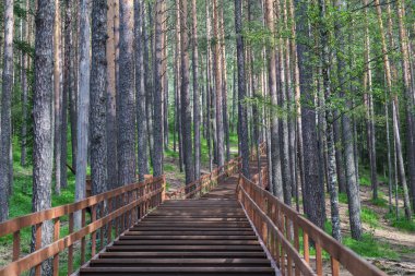Wooden stairs in landscape park Stolby, near Krasnoyarsk, Russia clipart
