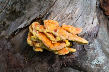 Sarı mantar Peyzaj Park Stolby, Krasnoyarsk, Russ yakınındaki