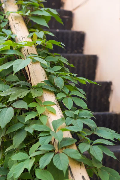 Old metal stairs covered in leafs — Stock Photo, Image