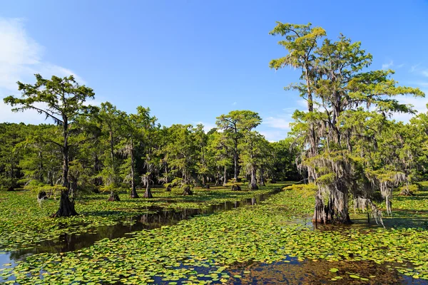 Cypress trees at Caddo Lake, Texas — Stock Photo, Image