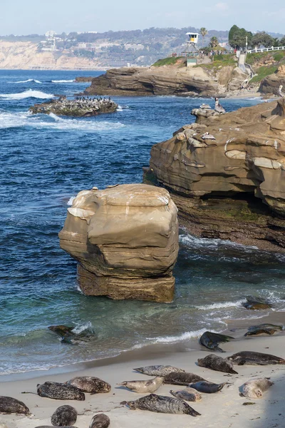 Çocuk Havuzu, Point Mencinger, La Jolla mühürler — Stok fotoğraf