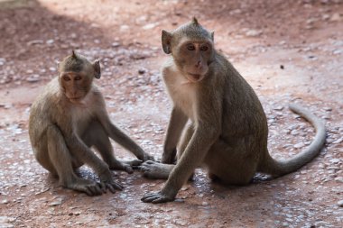 Angkor Thom karmaşık Prasat Bayon tapınak çevresinde vahşi maymunlar