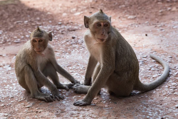 Monos salvajes alrededor del templo de Prasat Bayon en el complejo Angkor Thom — Foto de Stock