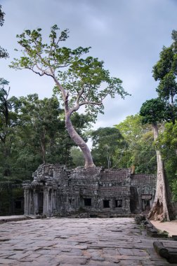 Doğu girişinde Ta Prohm tapınağa büyüyen Hint inciri ağacı