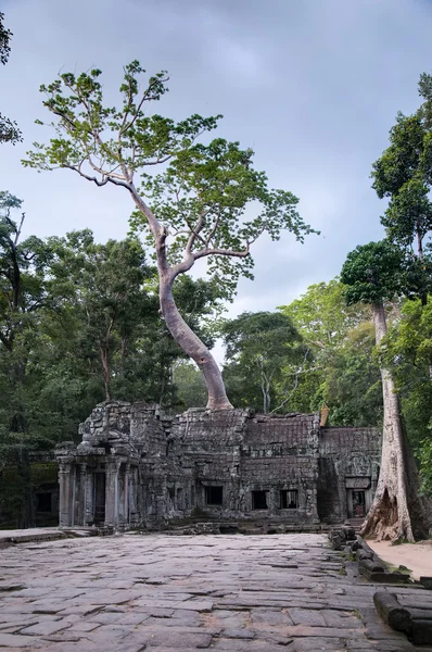 Doğu girişinde Ta Prohm tapınağa büyüyen Hint inciri ağacı