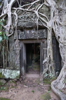 Ta Prohm Tapınağı binalarda büyüyen banyan ağaçları