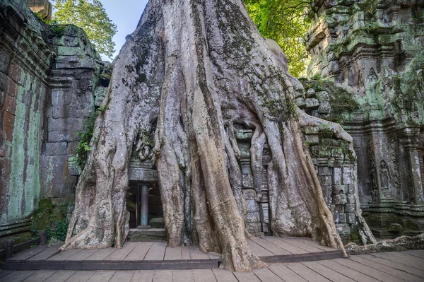 Banyan drzewa rosnące na budynki świątyni Ta Prohm — Zdjęcie stockowe