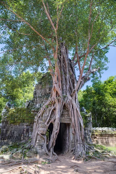 榕树生长在入口上到塔普伦寺 — 图库照片