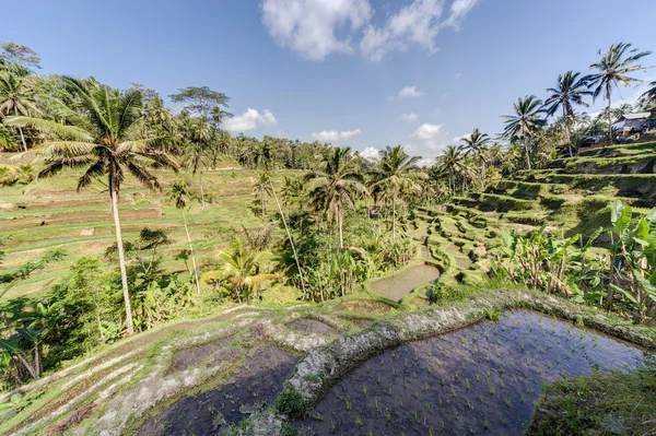 Terrasses de riz Tegallalang à Bali, Indonésie — Photo