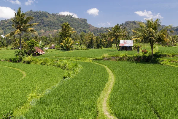 Terrasses de riz rurales à Bali, Indonésie — Photo