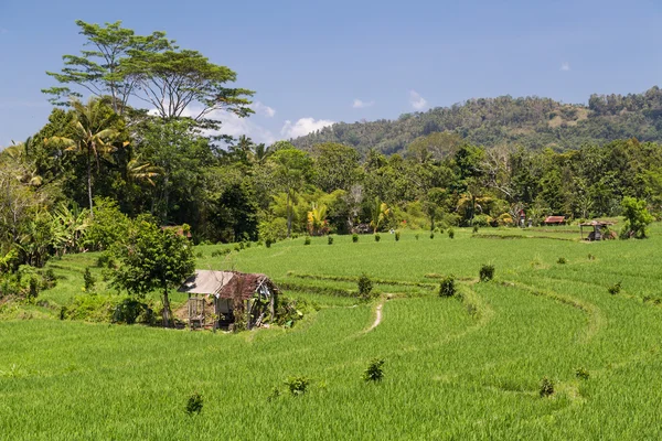 Terraços de arroz em Bali, Indonésia — Fotografia de Stock