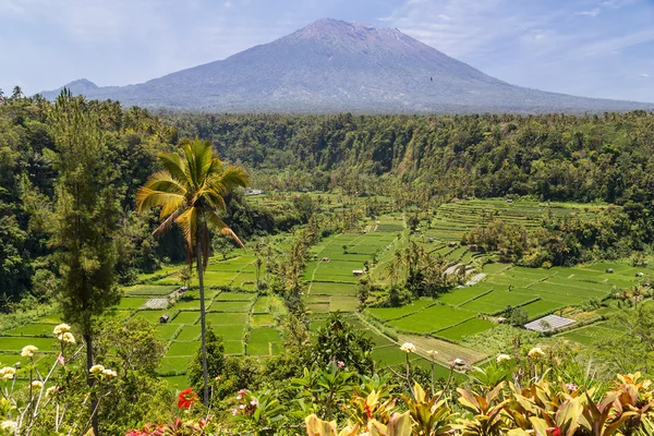 Rijstterrassen met Mount Agung in achtergrond, Bali, Indonesië — Stockfoto