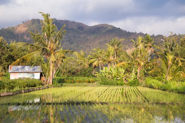 Zona rural de Bali, Indonesia al atardecer — Foto de Stock