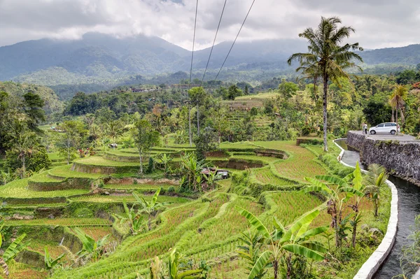 Panorama des terrasses de riz à Bali avec des montagnes en arrière-plan — Photo