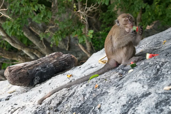 Monos comiendo frutas en Monkey Beach, Phi Phi Don island — Foto de Stock