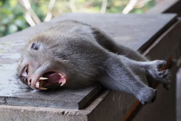 Ouverture de la bouche du singe montrant des crocs dentaires — Photo