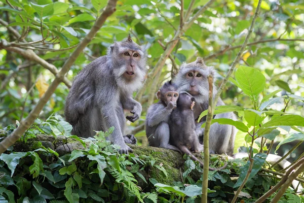 Familj av apor med spädbarn i Ubud heliga Monkey Forest — Stockfoto