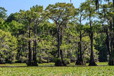 Selvi ağaçları ve Lily çiçekler Caddo Gölü, Texas