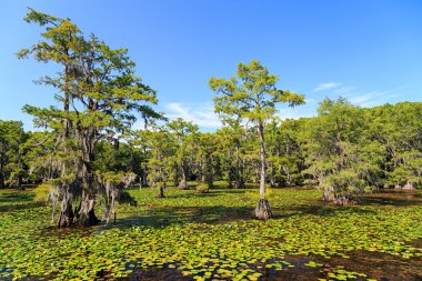 Selvi ağaçları Caddo Gölü, Texas