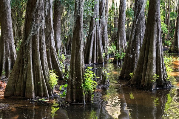 Radici di cipressi al lago Caddo, Texas — Foto Stock