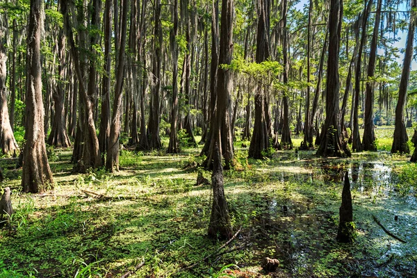 Raízes de ciprestes em Caddo Lake, Texas — Fotografia de Stock