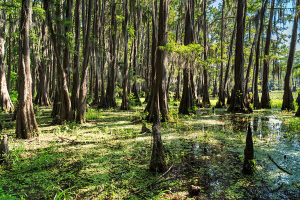 Roots of Cypress trees at Caddo Lake,  Texas