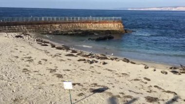 Çocuk Havuzu, Point Mencinger, La Jolla mühürler