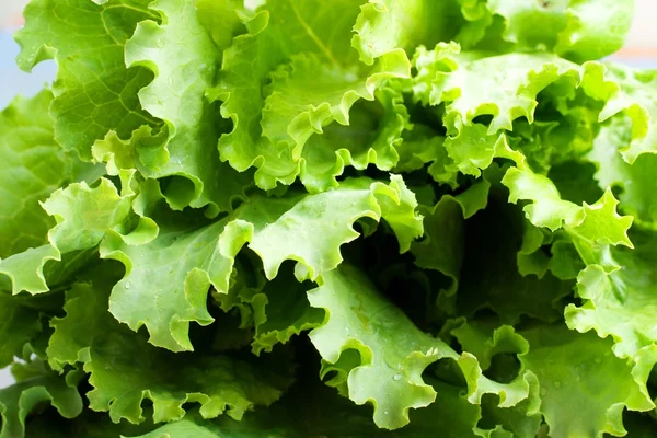 Ensalada verde fresca saludable —  Fotos de Stock