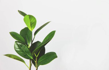 Ficus yaprakları, şehir ormanının iç kısımlarını süsleyen şık ve minimalist tasarımı süsler.
