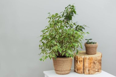 Güzel bir çiçek ve turnike kavanozunda beyaz bir masanın üzerinde duruyor.