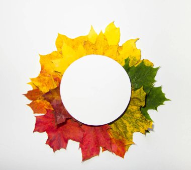 Parlak akçaağaç yaprağı, yapraklar mevsim sonbahar stili düz beyaz arka planda yatıyordu. Metni kopyalamak için boşluk