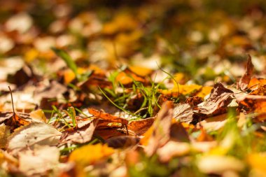 Sonbahar yapraklarının kırmızı ve turuncu arka planı. Açık havada. Sonbahar mevsiminde düşen yaprakların renkli arkaplan resmi. Metni kopyala.