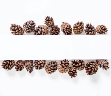 Yaratıcı koni düzeni. Beyaz arkaplanda metin için boşluk. Doğa ve Yeni Yıl kavramı. Üst görünüm