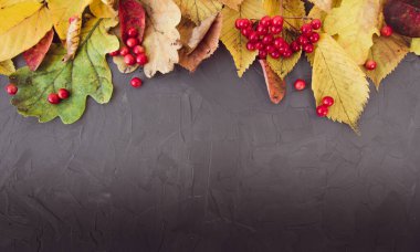 Gri arkaplanda sarı ve kırmızı yapraklar ve böğürtlenler. Metin için alanı kopyala