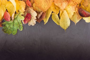 Gri arkaplanda sarı ve kırmızı yapraklar ve böğürtlenler. Metin için alanı kopyala