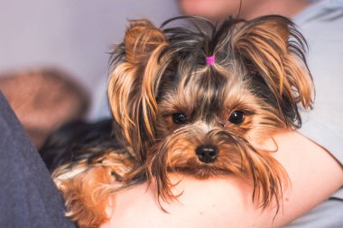 Köpek Yorkshire Teriyeri bir adamın elinde, köpek yavrusu kameraya bakıyor, köpek ağızlığı köpek yavrusu.