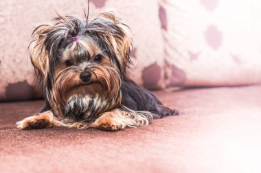 Köpek Yorkshire Teriyeri kahverengi bir kanepede uzanıp kameraya bakıyor.