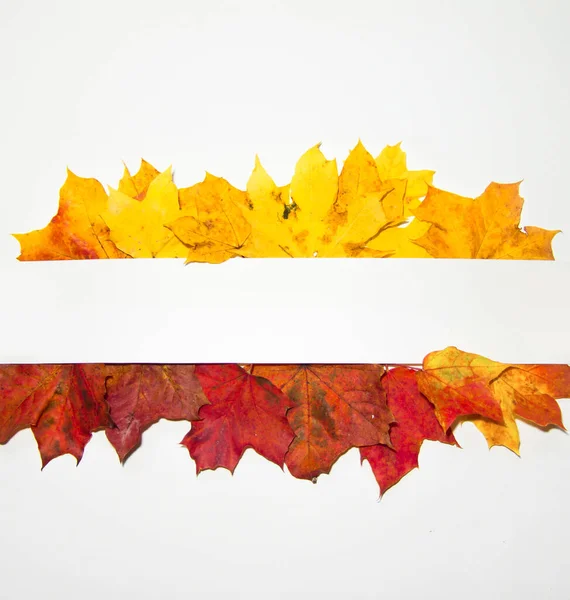 Bright maple foliage, leaves season autumn style flat lay top view on white background. space for the copy text