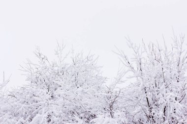 Çalıların dallarında kar ve rime buzulları, kışın çalılarla kaplı dallar.