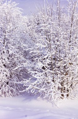 Kar ve ağaçlarla kaplı kış manzarası, kardaki ağaç dalları, kış masalı.