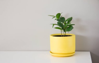 Sarı bir saksıdaki ficus çiçeği gri bir arka planda beyaz bir kaide üzerinde duruyor İskandinav tarzı iç mekan kopya alanı
